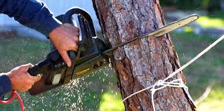 Trusted Notre Dame, IN Tree Services Experts