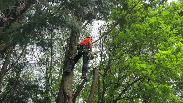 Best Tree Preservation Services  in Notre Dame, IN