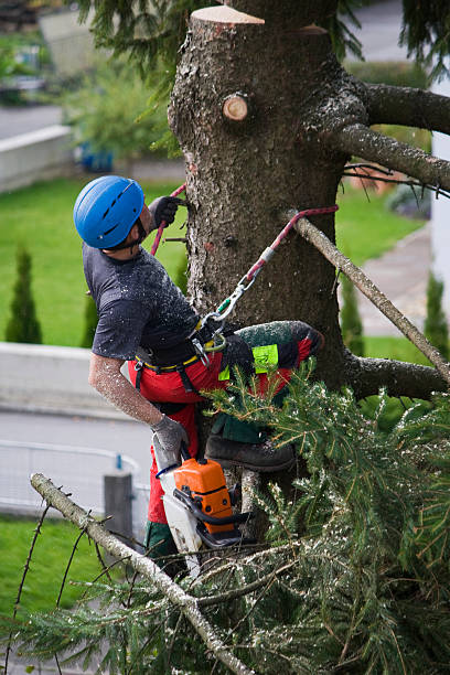 Best Tree Mulching  in Notre Dame, IN