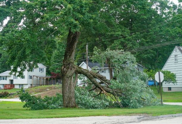 Best Tree Removal  in Notre Dame, IN