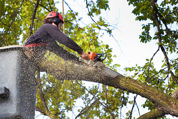 Best Weed Control  in Notre Dame, IN